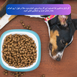 درمان کم اشتهایی سگ