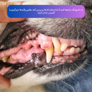 _دندان_درد یا مشکل دهانی سگ