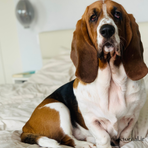نژاد سگ Basset Hound برای آپارتمان