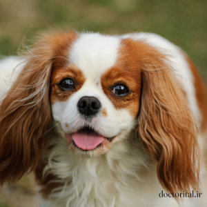 نژاد سگ Cavalier King Charles Spaniel