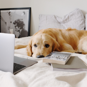 نژاد سگ برای زندگی آپارتمانی