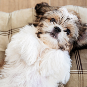 نژاد سگ شیتزو