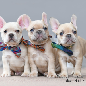 نژاد سگ فرنچ بولداگ