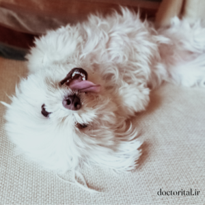 نژاد سگ مالتیس برای خانه