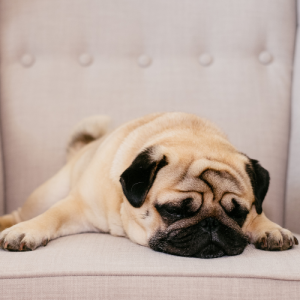 نژاد سگ پاگ