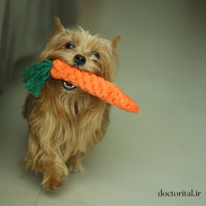 نژاد یورکشایر تریر برای آپارتمان