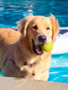 بازیگوشی گلدن رتریور