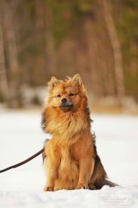 تنوع رنگ پامر