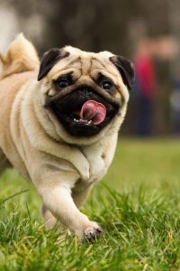 تنوع رنگی پاگ ها