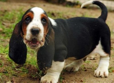 رنگ سگ باست هوند