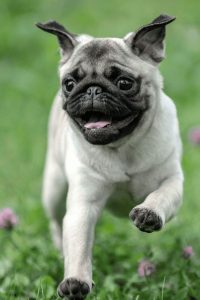 قیمت پاگ ها