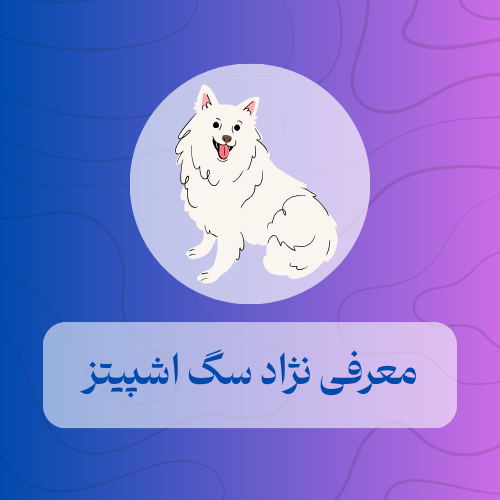 معرفی نژاد سگ اشپیتز