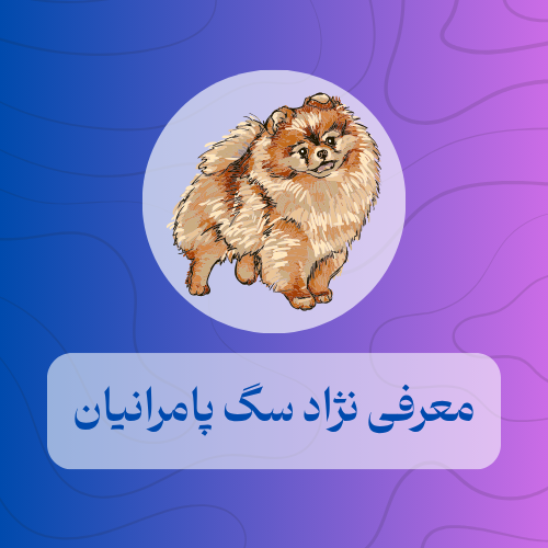 معرفی نژاد سگ پامرانیان
