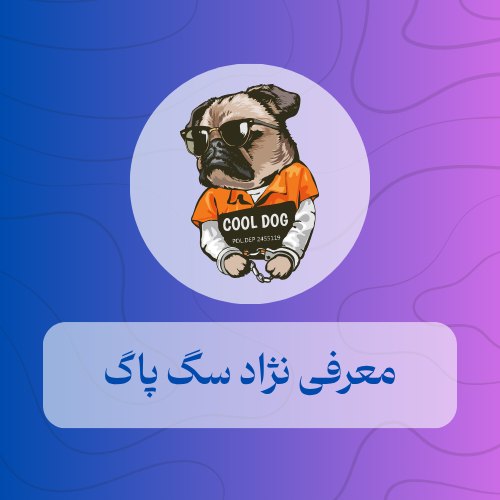 معرفی نژاد سگ پاگ