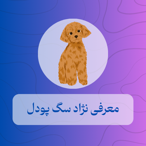 نژاد سگ پودل