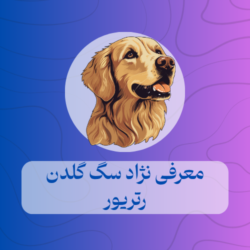 معرفی نژاد سگ گلدن رتریور