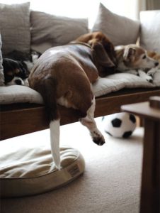 میزان خواب سگ باست هوند