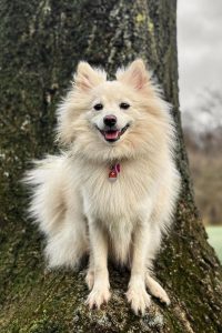 نگه داری اشپیتزها