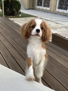 انواع کاوالیر کینگ چارلز اسپان