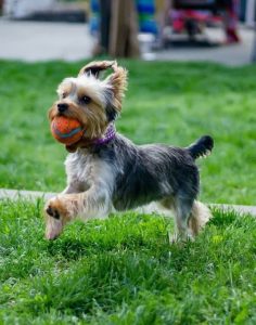 تنوع رنگ یورکشایر تریر