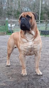 خرید فرنچ بولداگ