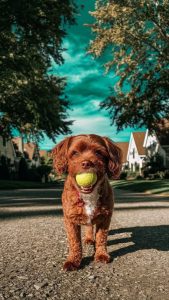 رنگ مالتیزها