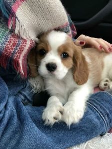 فرق نرو ماده کاوالیر کینگ چارلز اسپان