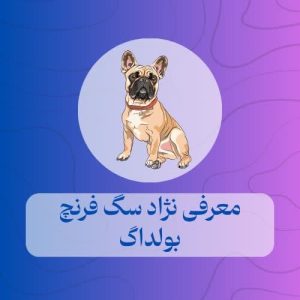 فرنچ بولداگ
