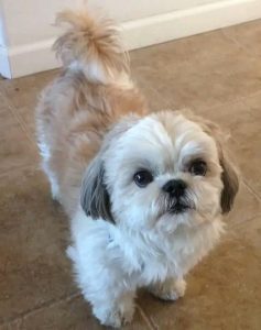 قیمت خرید سگ