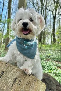 قیمت خرید مالتیز