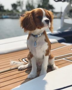 قیمت خرید کاوالیر کینگ چارلز اسپان