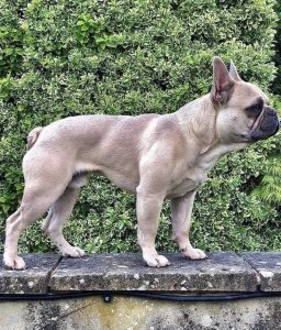 قیمت فرنچ بولداگ