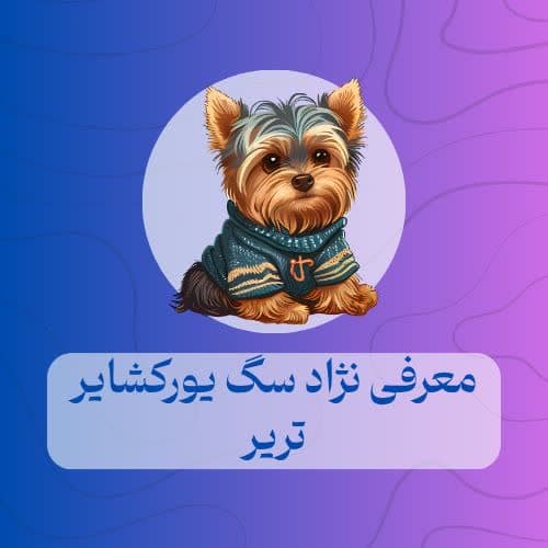 معرفی نژاد سگ یورکشایر تریر