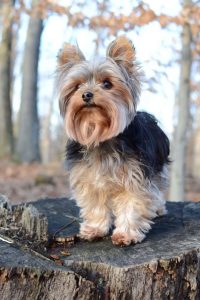 نر و ماده یورکشایر تریر