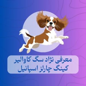 کاوالیر کینگ چارلز اسپان
